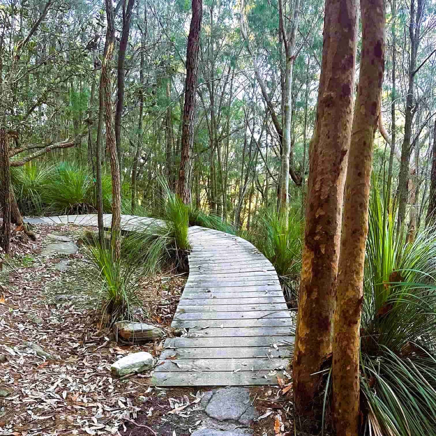 Wooden boardwalk trail at Mt Narra, Garigal National Park, Northern Beaches Sydney