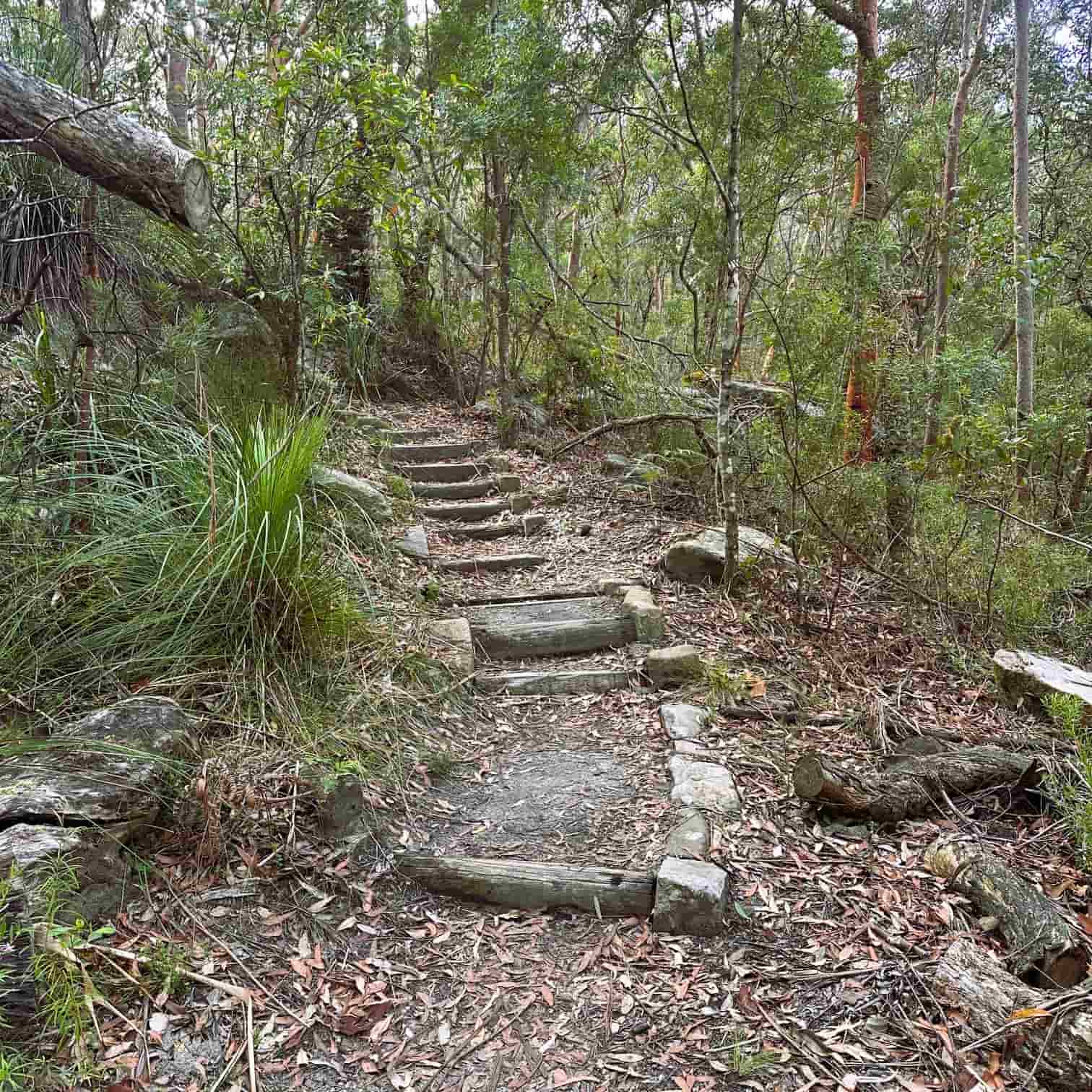 Winding stone path through a forest with trees and undergrowth.