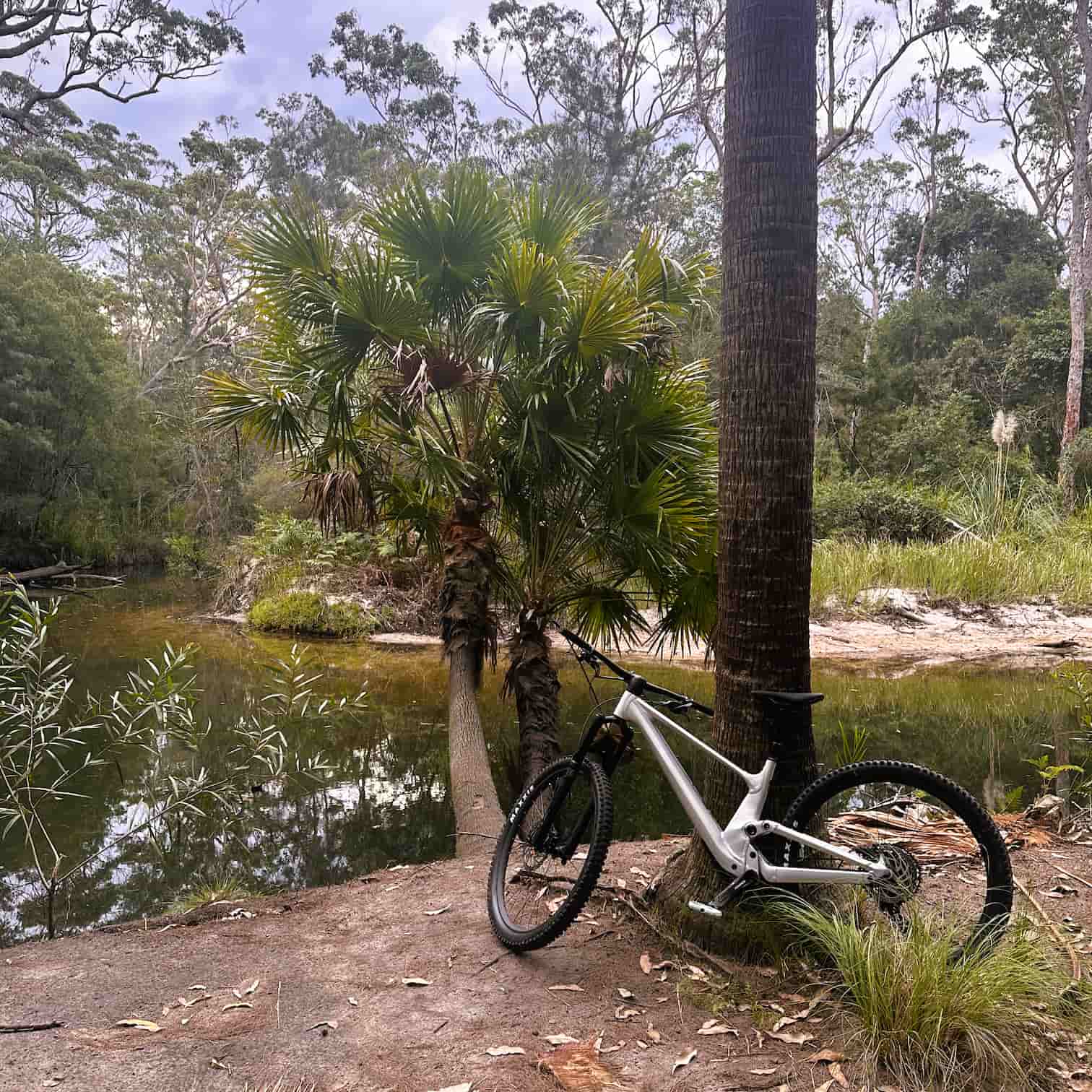 Mountain bike leaning against a tree by a pond in a forest setting in Narrabeen on Sydney's Northern Beaches.