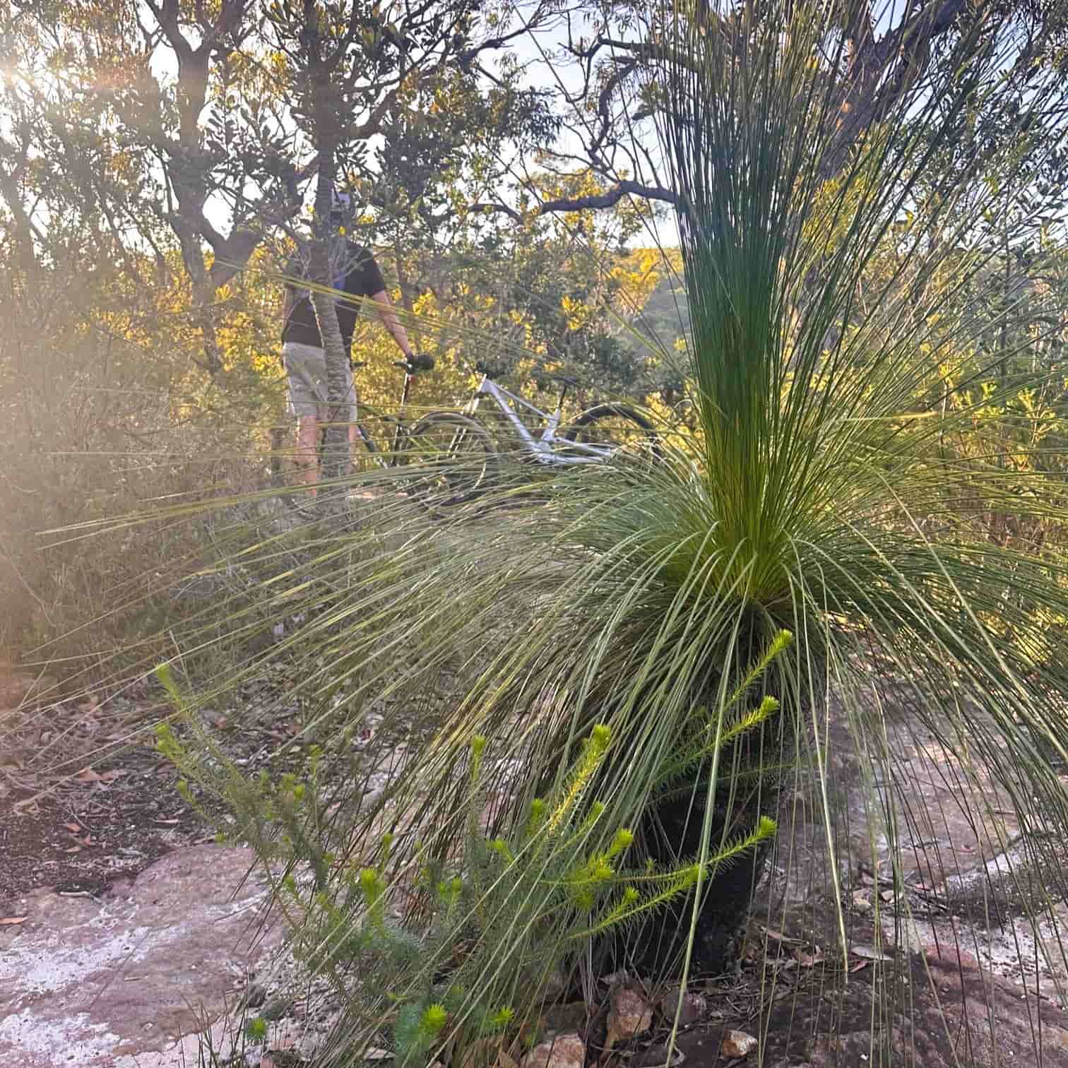 Grass tree in the bush in Sydney's Northern Beaches